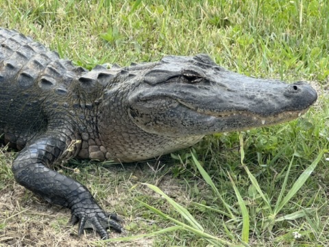An alligator beside the Lake Apopka Wildlife Drive